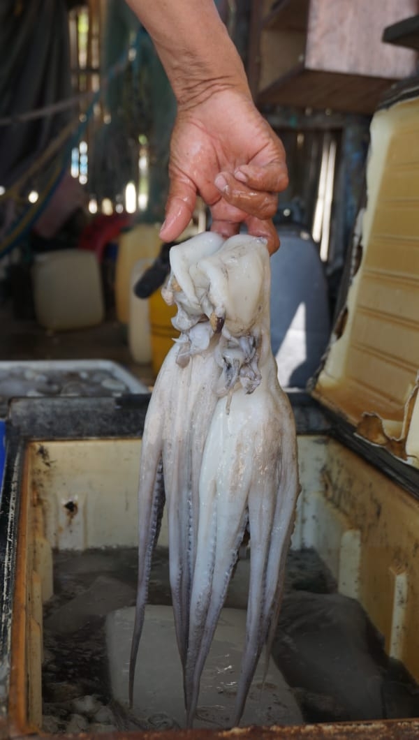 Repunta captura de pulpo en Campeche