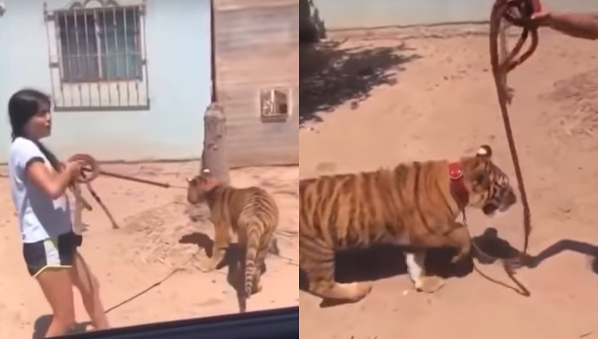 ‘A ver el perro ese’, dicen a joven que pasea a tigre en Sinaloa (VIDEO)