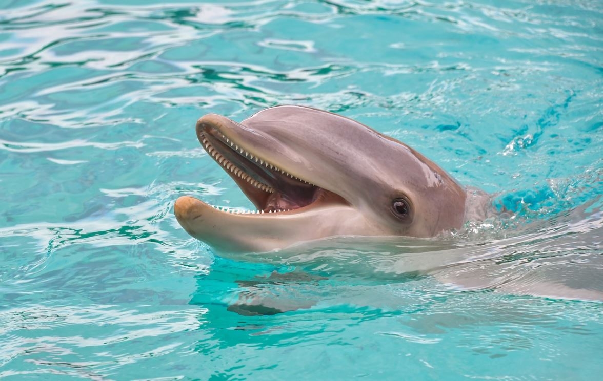 Delfines rosas aparecen en Hong Kong (FOTOS)