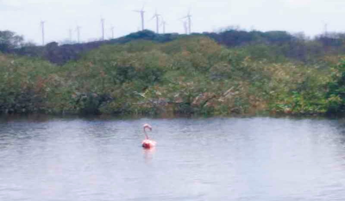 Organizan grupo de vigilancia en Chicxulub Puerto para proteger a flamencos