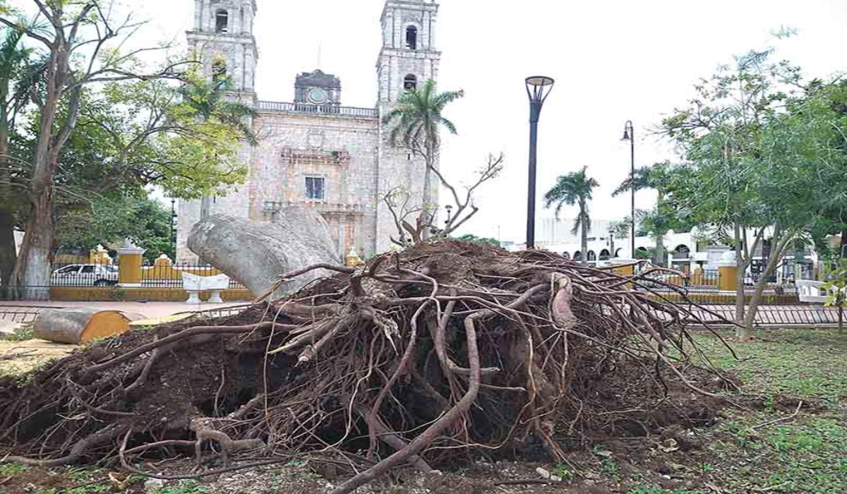 Un laurel de más de 70 años que estaba frente a la Catedral de Valladolid, sucumbió por los vientos del huracán. Foto: Por Esto!