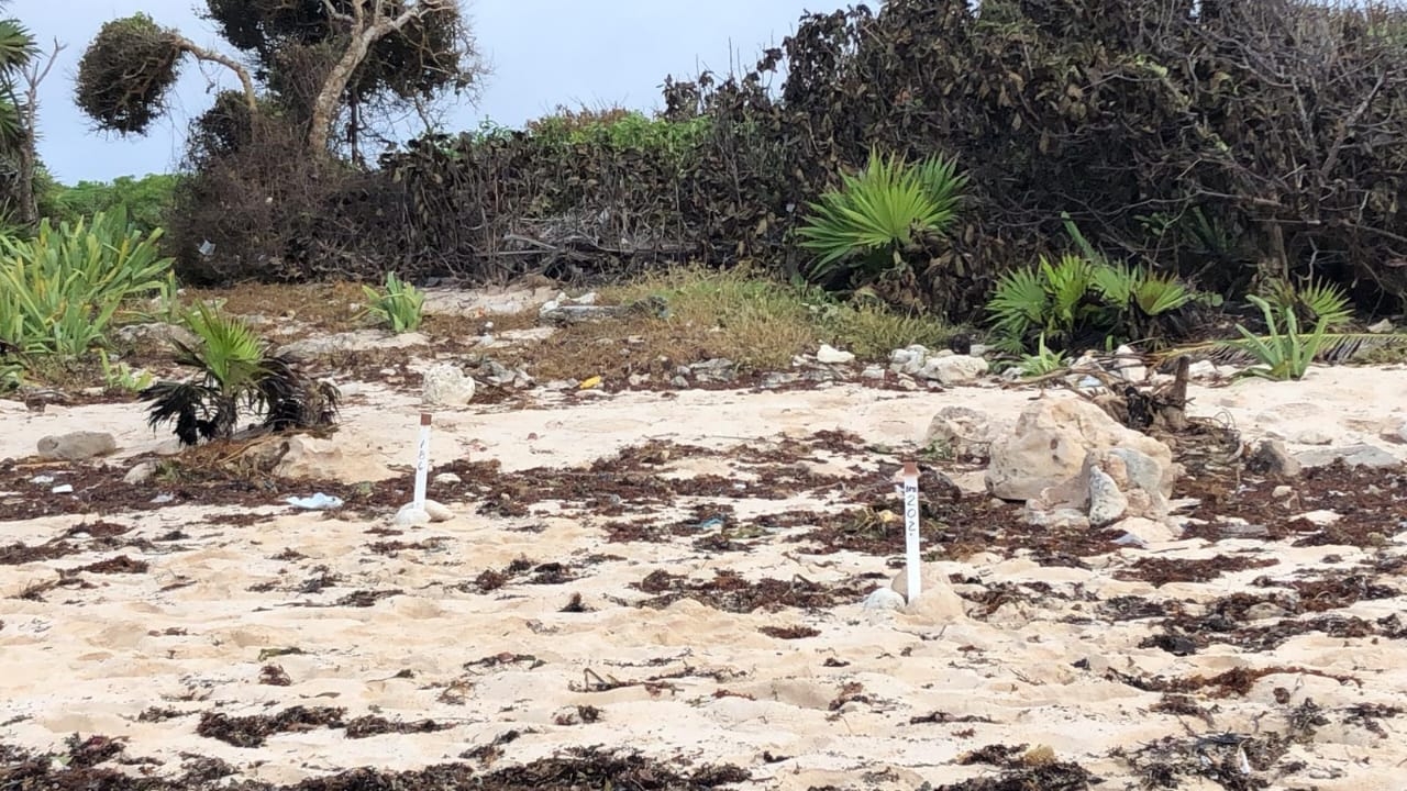 Nidos tortugueros en Tulum presentaron afectaciones tras el paso de Gamma y Delta en las costas de Quintana Roo