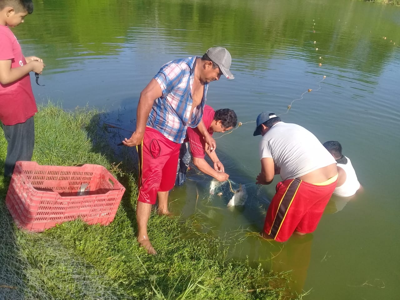 Inundaciones causaron pérdidas en acuacultura de Ciudad del Carmen