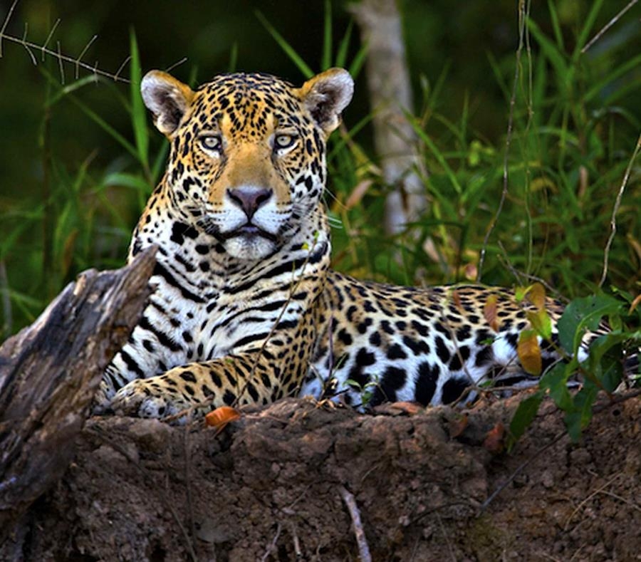 Se estima que en la Península existen dos mil ejemplares. Foto: Semarnat