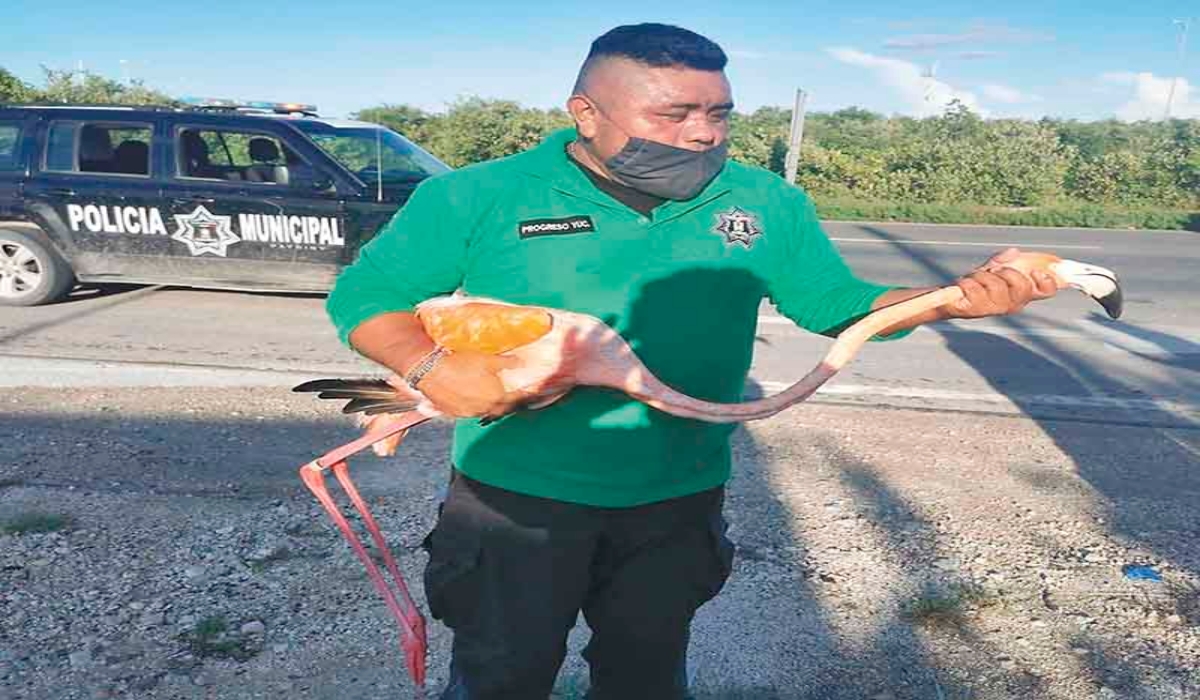 Obdulio Menda Sánchez, con una de las aves rescatadas. Foto: Julio Jiménez Mendoza.