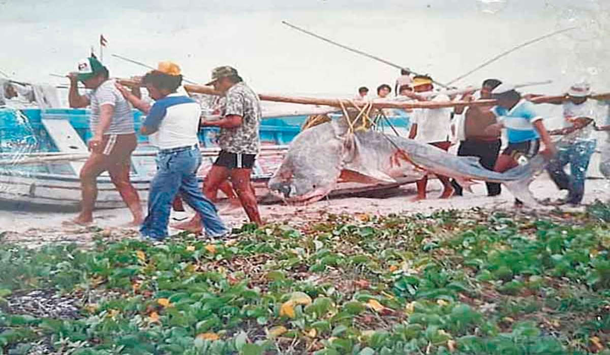 Sisal y Celestún se identifican por su alta producción de especies marinas de escama y molusco. Foto: José L. López.