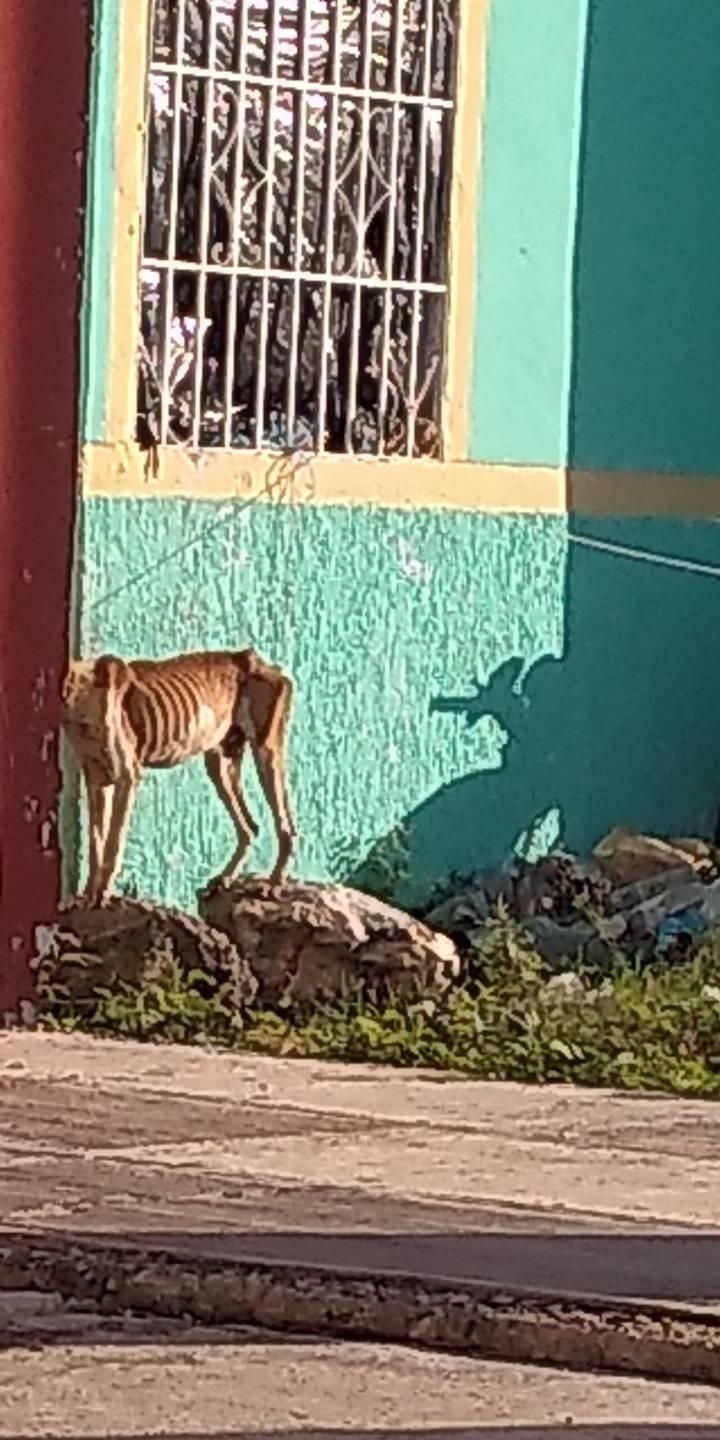 Rescatan a perrito gravemente desnutrido en Campeche