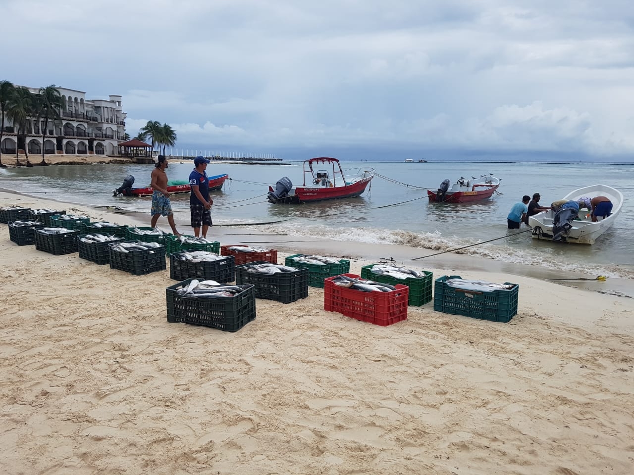 Quintana Roo contabilizó 21 mil 959.95 toneladas de productos del mar, el más bajo de la Península de Yucatán, según Conapesca