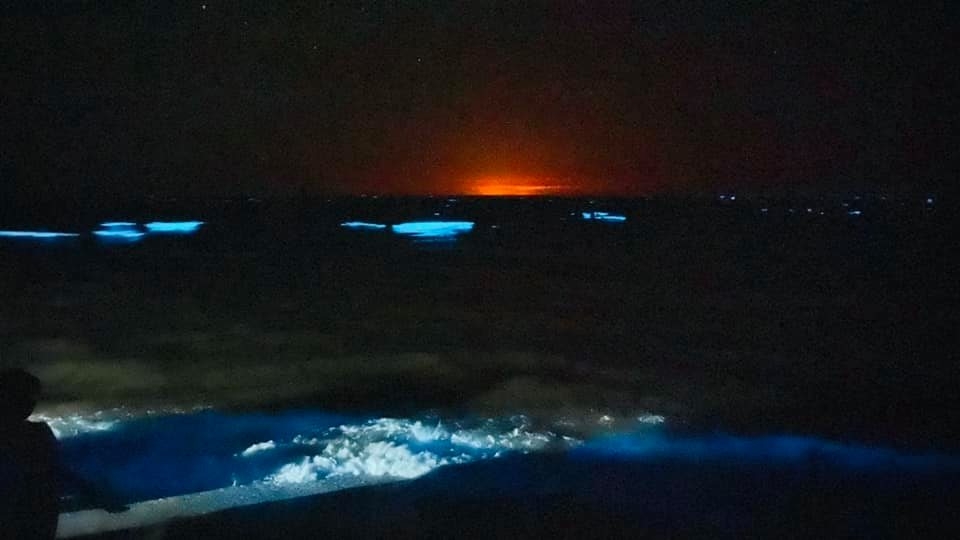 La bioluminiscencia es un fenómeno que normalmente se presenta en las criaturas marinas que se encuentran a grandes profundidades. Foto: Fernando kantún