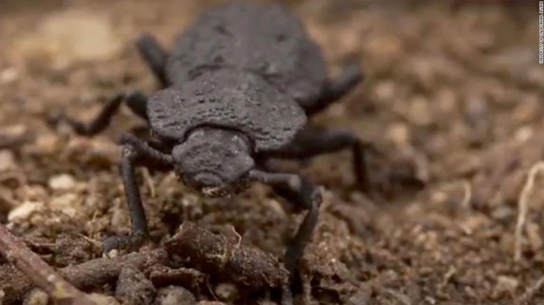 Escarabajo acorazado, el animal diabólico que soporta un auto encima