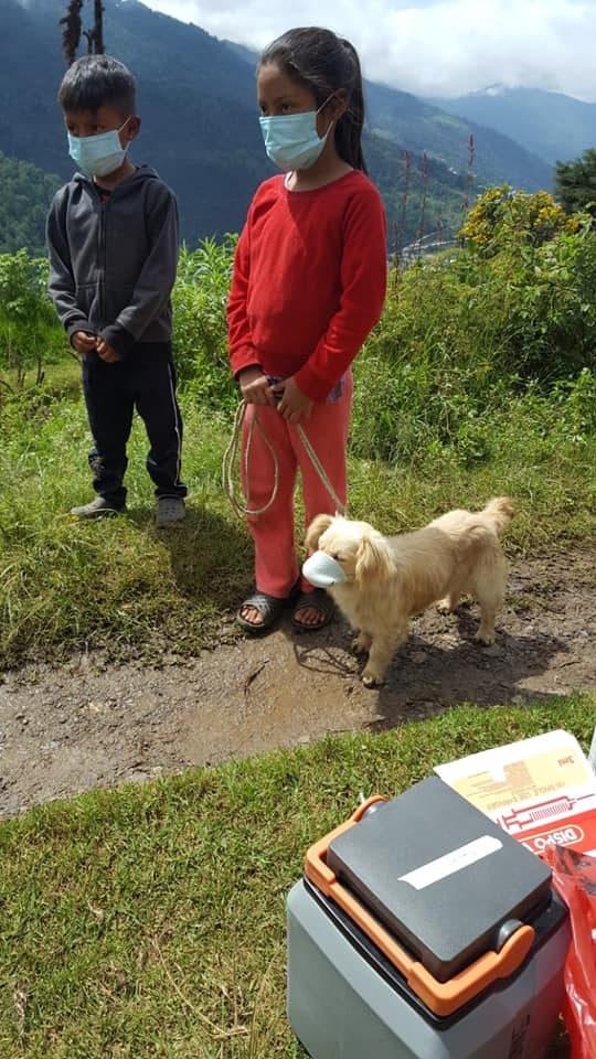 Perrito guatemalteco demuestra cómo debe usarse el cubrebocas contra el COVID-19