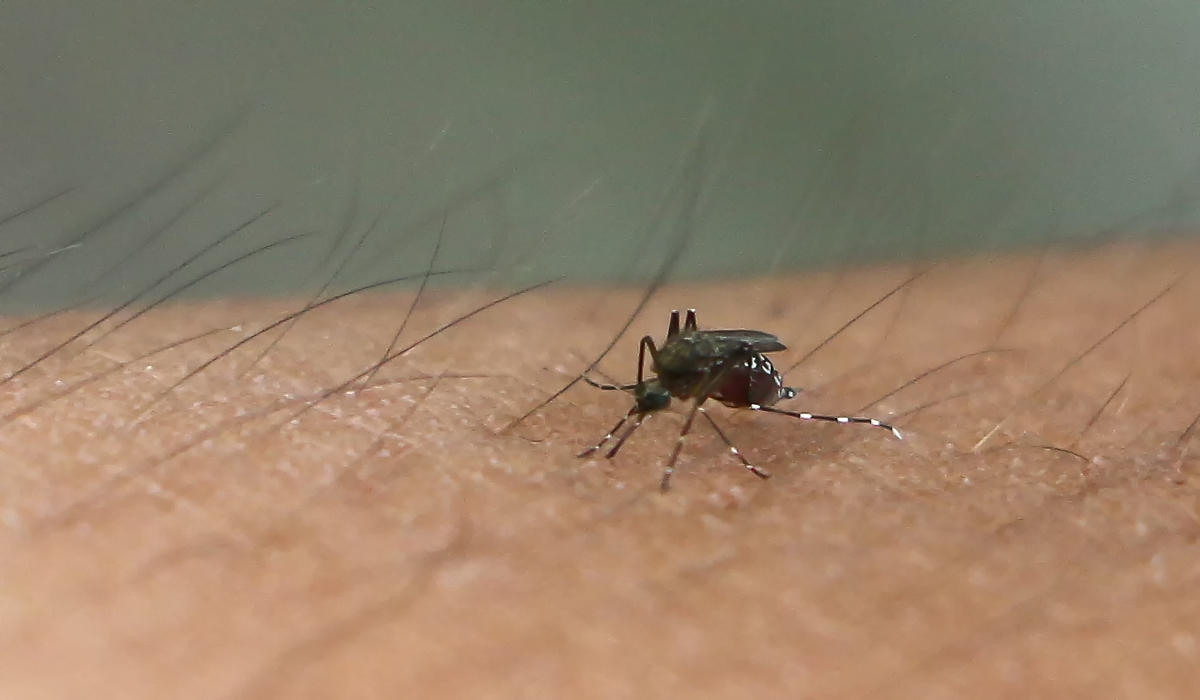 El mosquito Aedes aegypti es el transmisor del dengue,
zika y chikungunya. Foto: Erick Marfil.