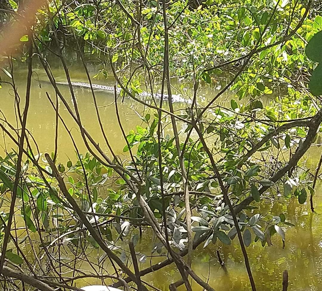 Cocodrilos y lagartos salen a la superficie en Progreso