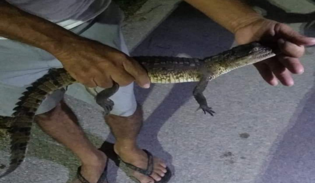 Una pareja acudió para hacerse cargo del ejemplar. Fotos: Alejandro Collí.