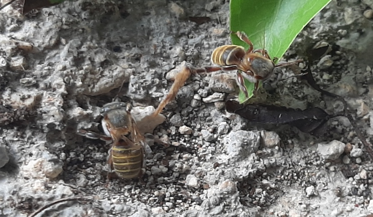 Una colmena de melipona produce litro y medio de miel al año y con ella se obtiene también polen, cera y propóleo. Foto: Luis Enrique Cauich.