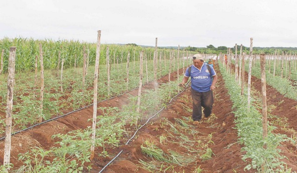 Carlos Poot Uitz invirtió alrededor de 160 mil pesos en la siembra de una hectárea de tomate. Foto: Jorge Uc.