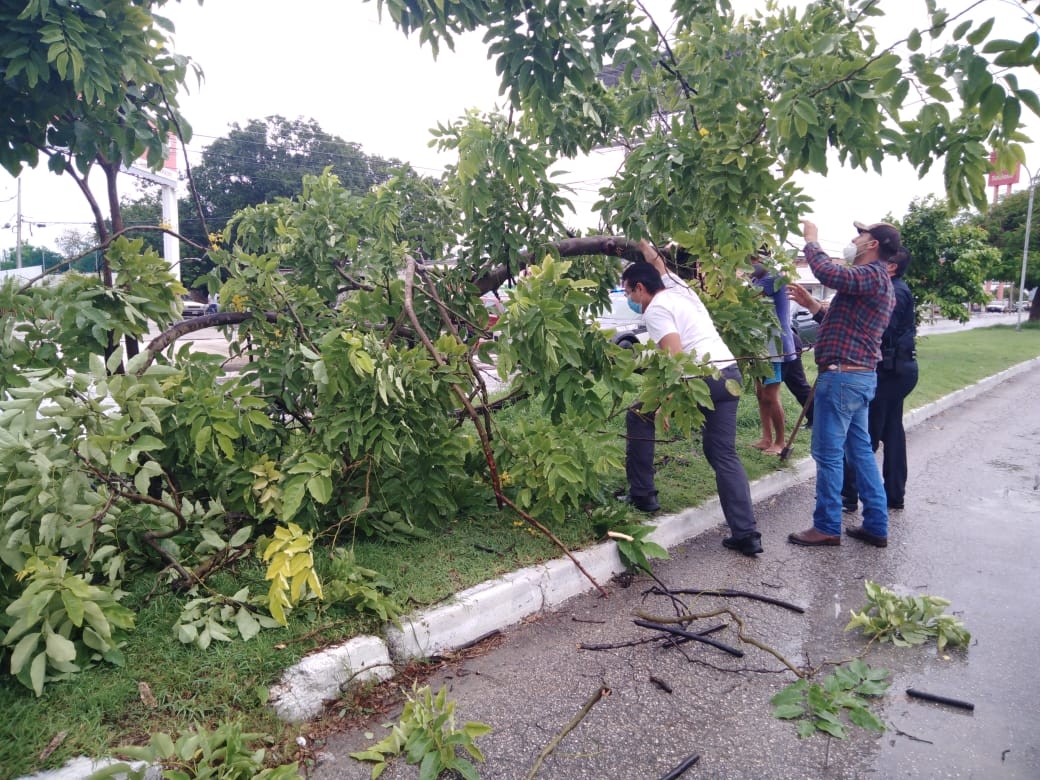 Policías y automovilistas retiran árbol caído en la Avenida Jacinto Canek