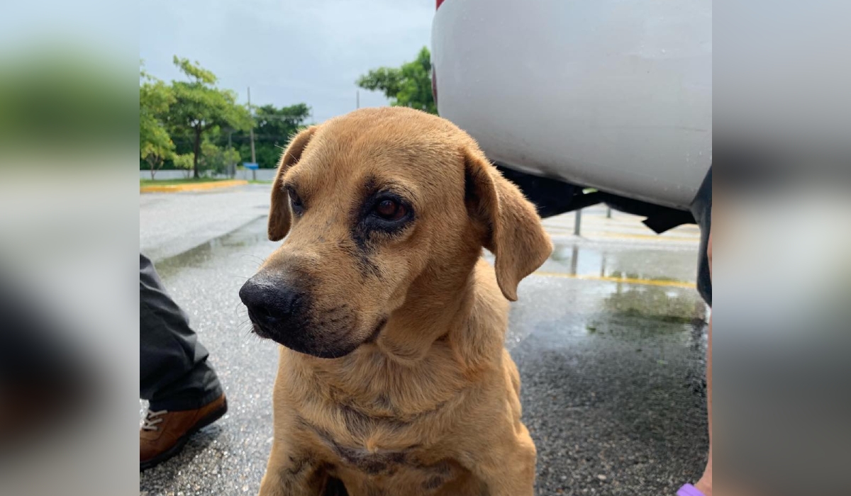 Nacho, el perrito de Caucel que estuvo a punto de ser desalojado