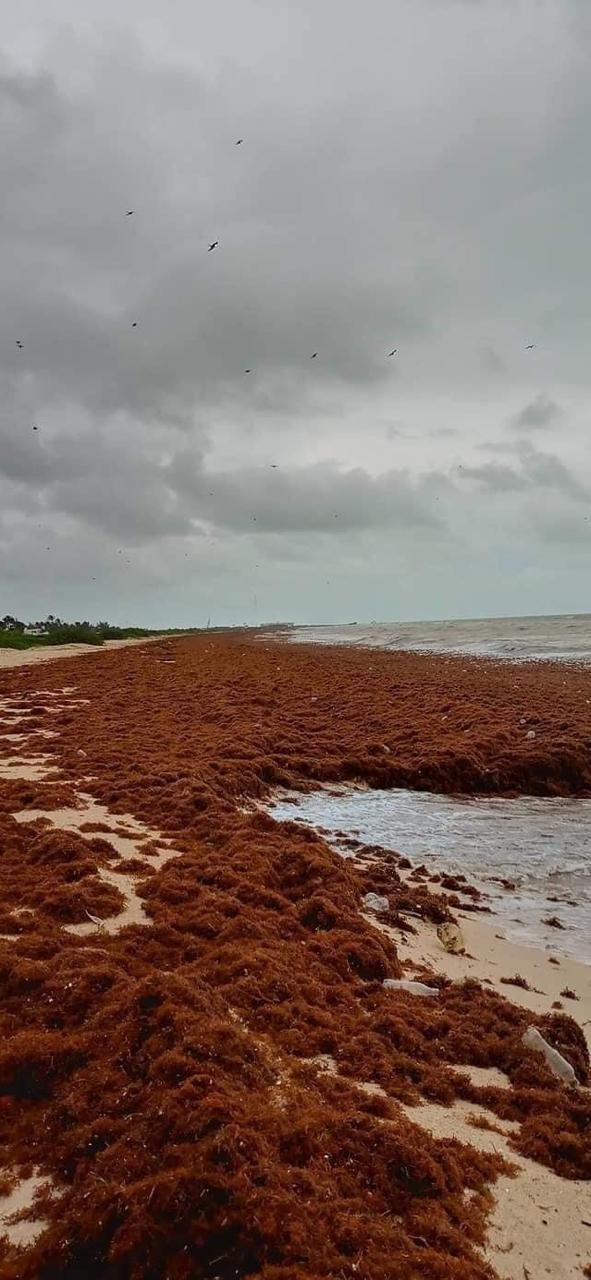 Inusual recale masivo de sargazo en las costas de Yucatán