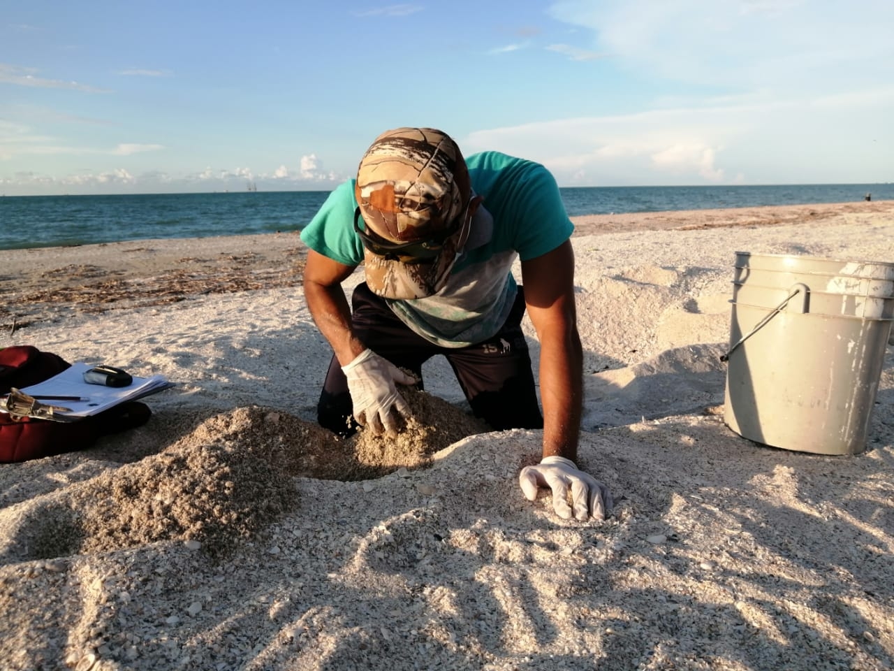 Saqueo en nidos de tortuga marina disminuye en Ciudad del Carmen