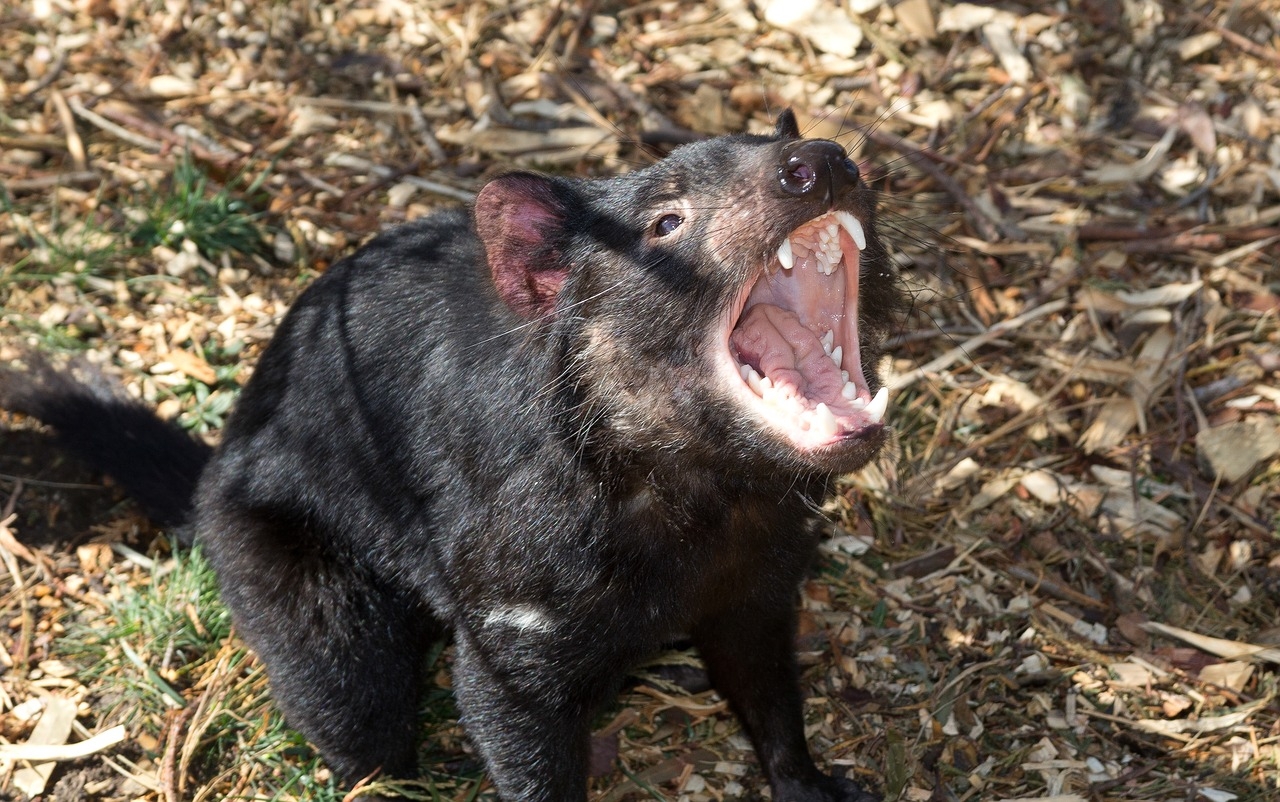 Demonio de Tasmania regresa a Australia luego de 3 mil años