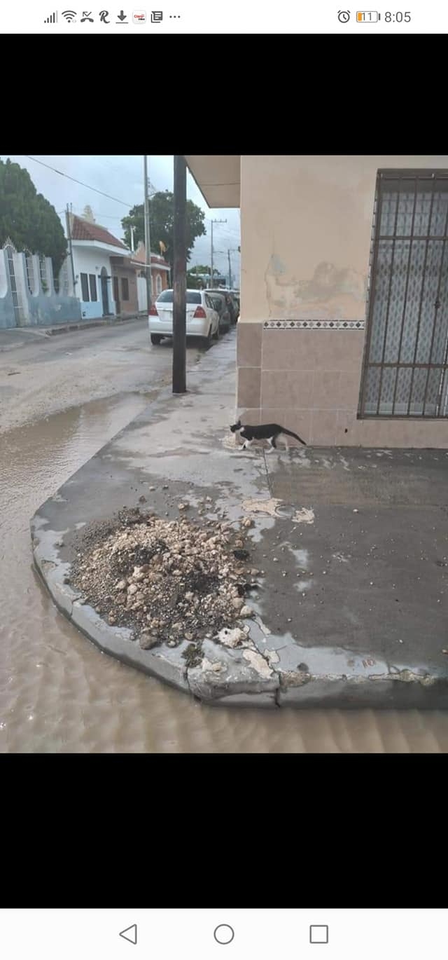 Mujer ataca con insecticida a un gato en Progreso