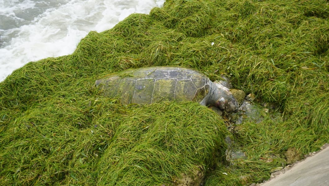 Hallan dos cadáveres de tortugas en Campeche