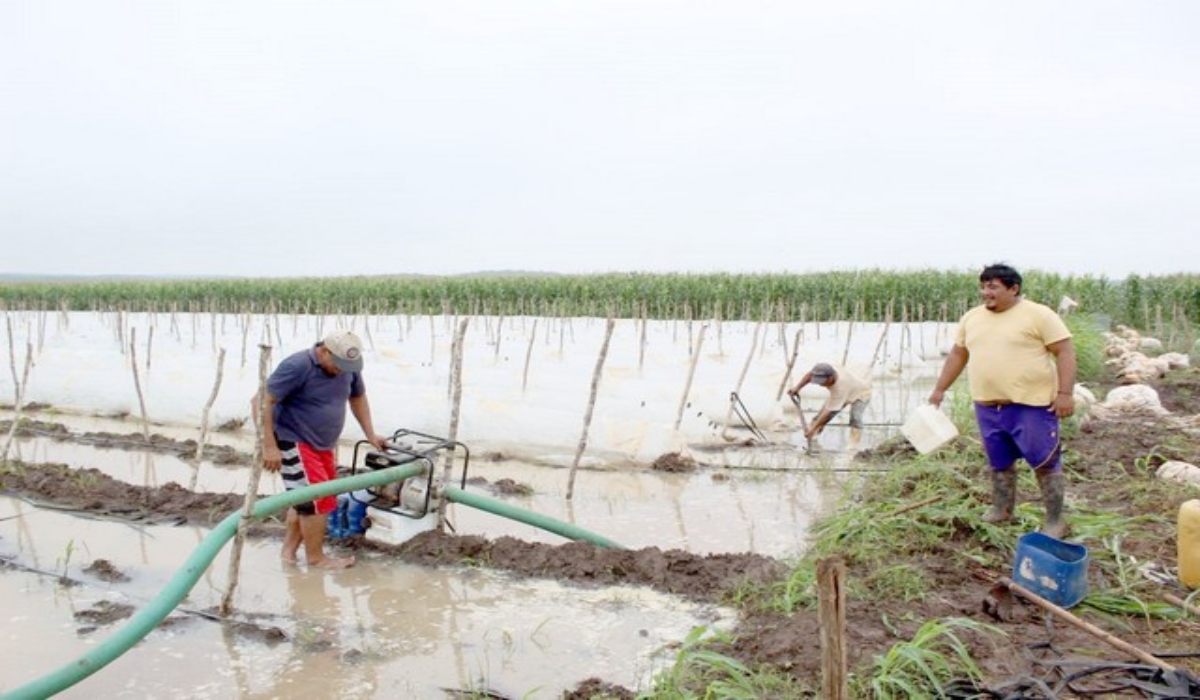 Productores realizan esfuerzos para desaguar sus mecanizados. Foto: Jorge Caamal.