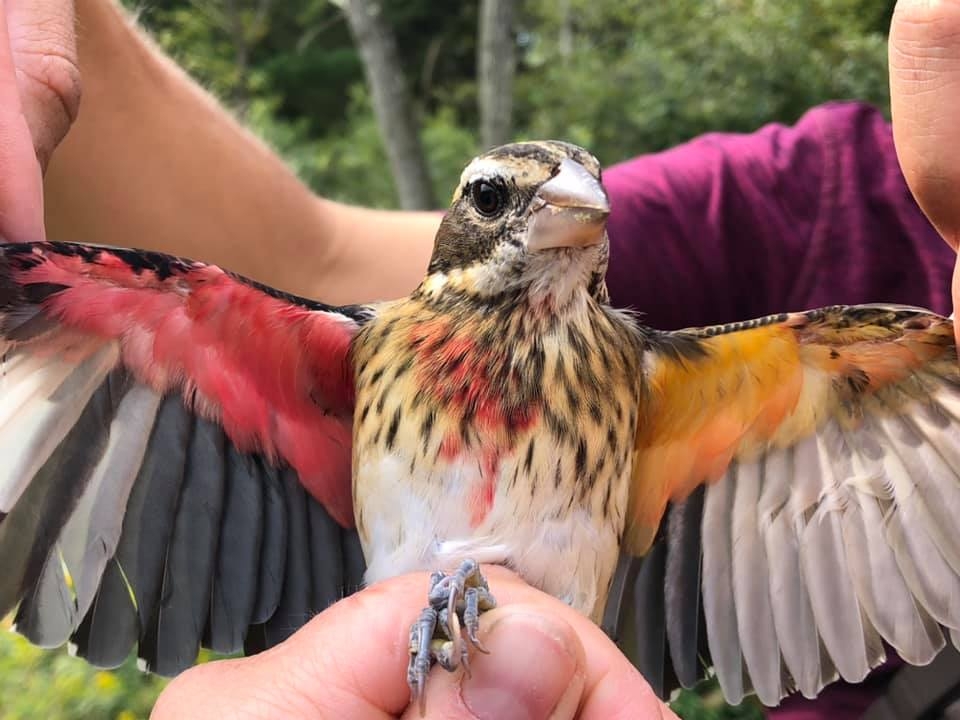 ¿Cómo se reproduce el pájaro mitad hembra y mitad macho? Te lo explicamos