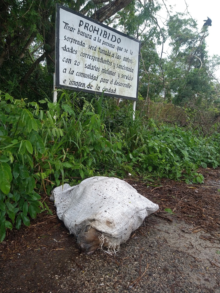 Denuncian cementerio clandestino de mascotas en Tizimín