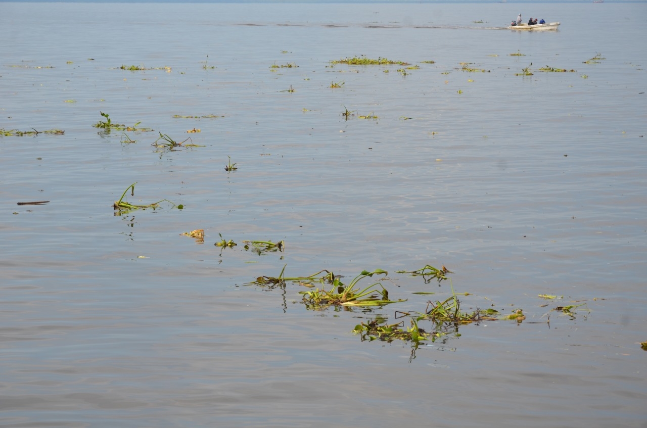 Aparecen lirios acuáticos en Ciudad del Carmen tras inundación en Tabasco