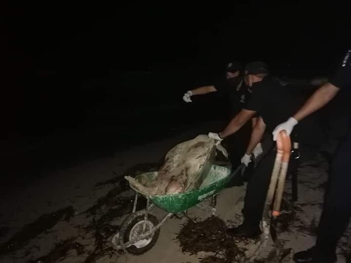 Encuentran una tortuga muerta en Telchac Puerto