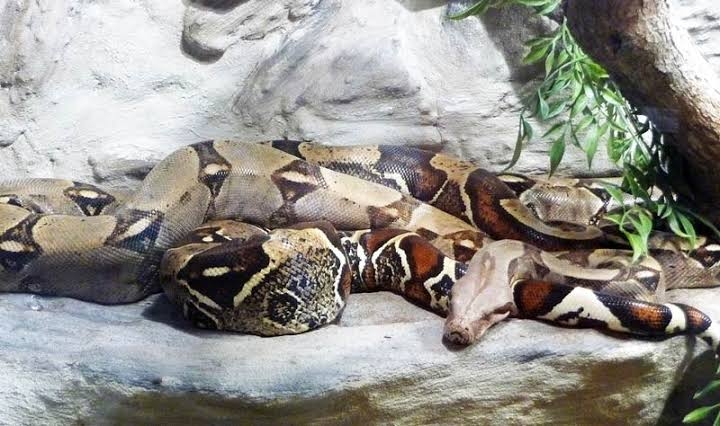 Esta es la serpiente más grande que puedes encontrar en Yucatán