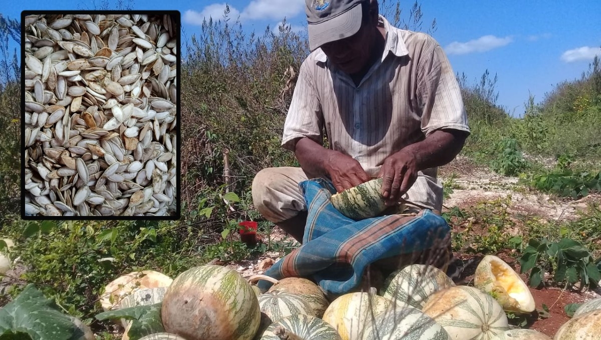 100 toneladas de pepita de Ciudad del Carmen serán exportadas a Yucatán