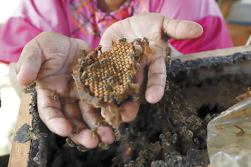 Dulce reencuentro en la comisaría de Xcunyá: abejas regresan a la colmena