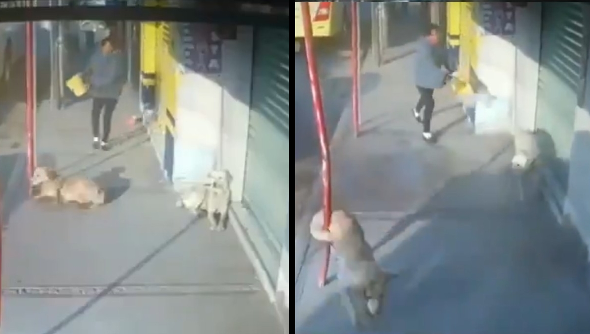 Mujer avienta cubetada de agua a perritos que estaban descansando (Video)