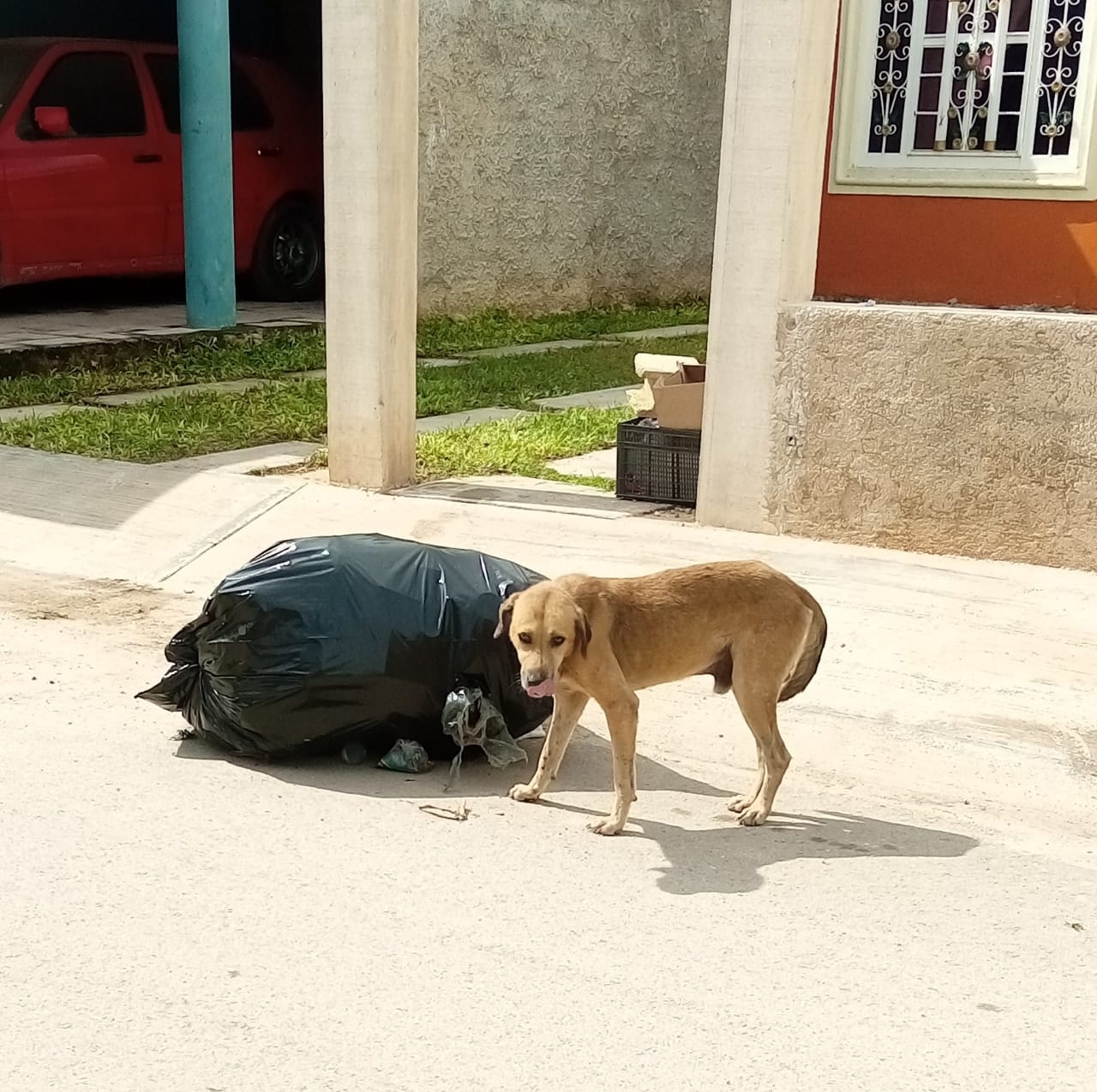 Tekax: Se cuentan con las herramientas, y se debe hacer justicia ante el maltrato animal