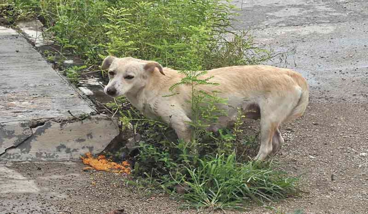 Mérida, sin denuncias por maltrato a mascotas: Policía Municipal