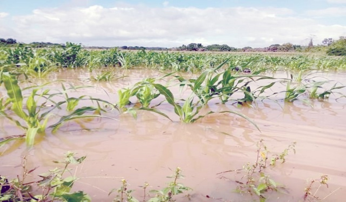 Pruebas de orina de habitantes de la región revelaron la existencia de glisofato, un herbicida.