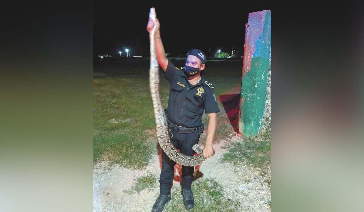 Capturan boa en campo deportivo de Samahil