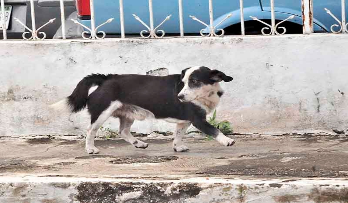 Tekax es el municipio con la mayor cantidad de denuncias por
zoofilia.