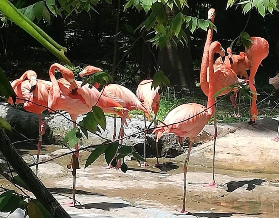 Se roban tres flamencos del Zoológico de Chetumal