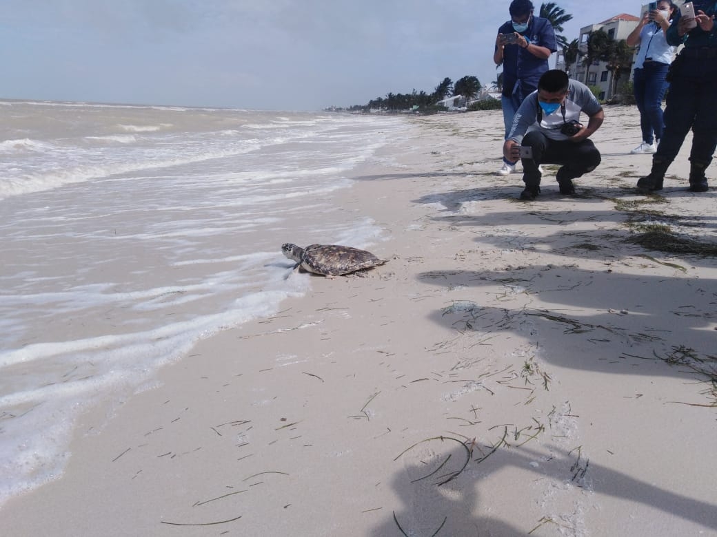 Liberan tortuga que fue rescatada en el puerto de Telchac