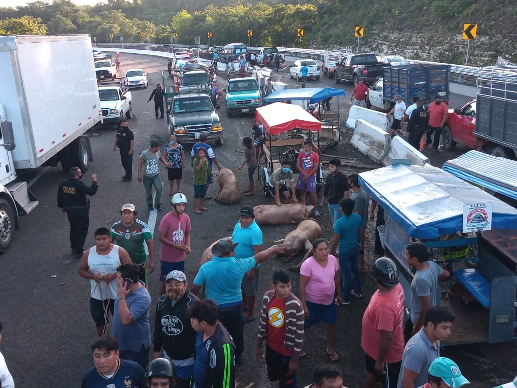 Rapiñan camión que transportaba cerdos sobre la carretera Campeche-Mérida