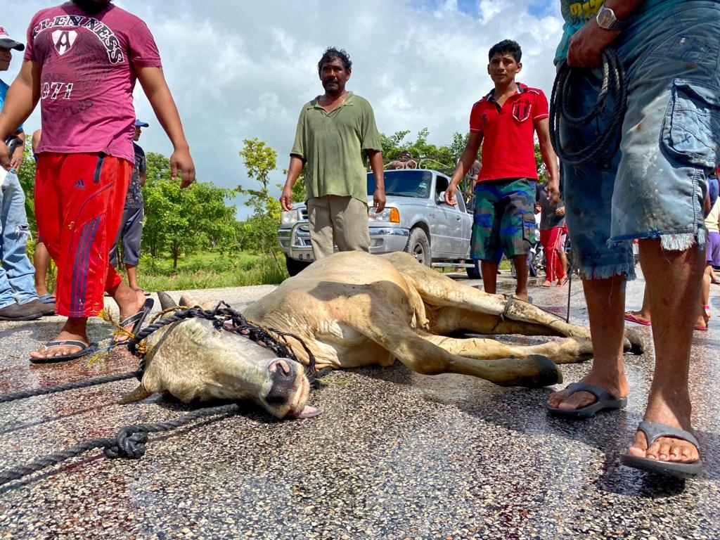 Rapiña de ganado herido tras volcadura en Ciudad del Carmen