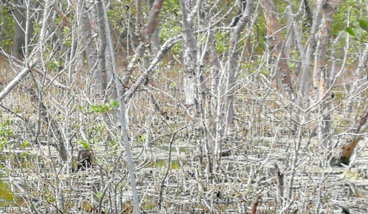 Multan a asociación civil por supuesta destrucción de manglares en Dzidzantún, Yucatán