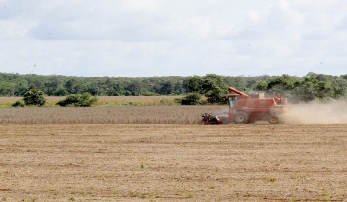 Lluvias retrasan la cosecha de soya en comunidades de Hopelchén