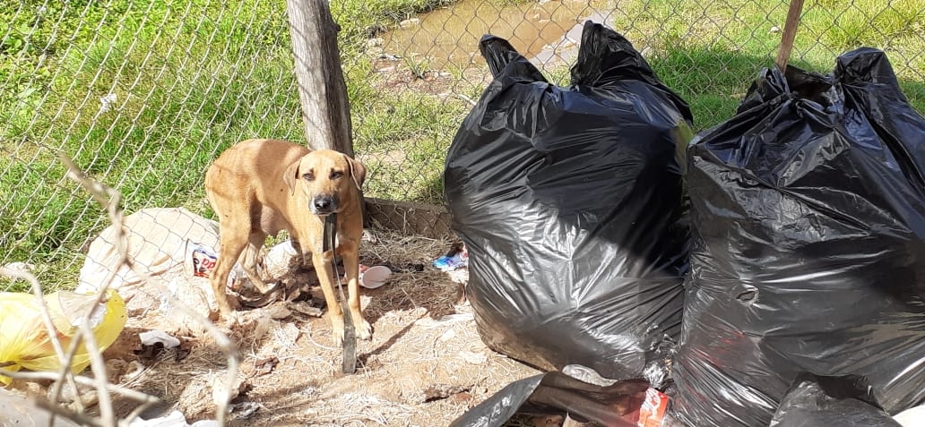 Perros callejeros destrozan bolsas de basura en José María Morelos