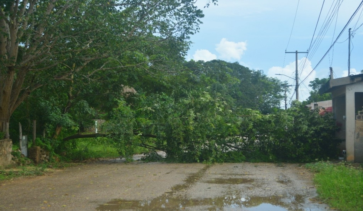 Protección Civil informó que hasta ayer no había reporte de inundaciones pero atendió la caída de un árbol en la ciudad.