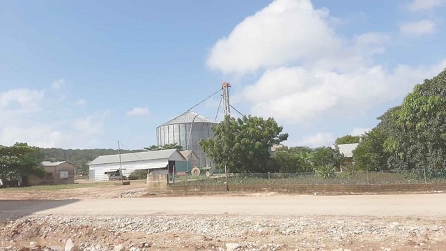 Se espera la captación de cientos de toneladas del grano.